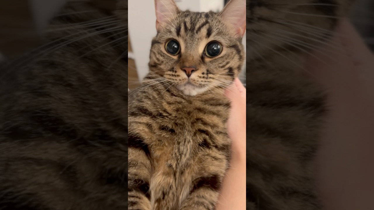 一日中必死にお留守番してた猫とママ!! #shorts #猫 #cat