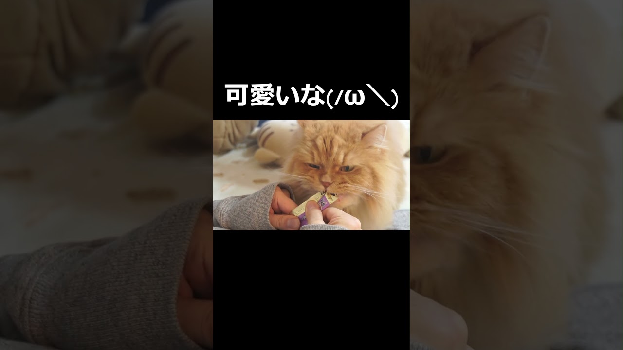 【猫】おやつタイムはお互い幸せの時間！#猫 #cat #ラガマフィン #可愛い #猫のいる暮らし #癒される