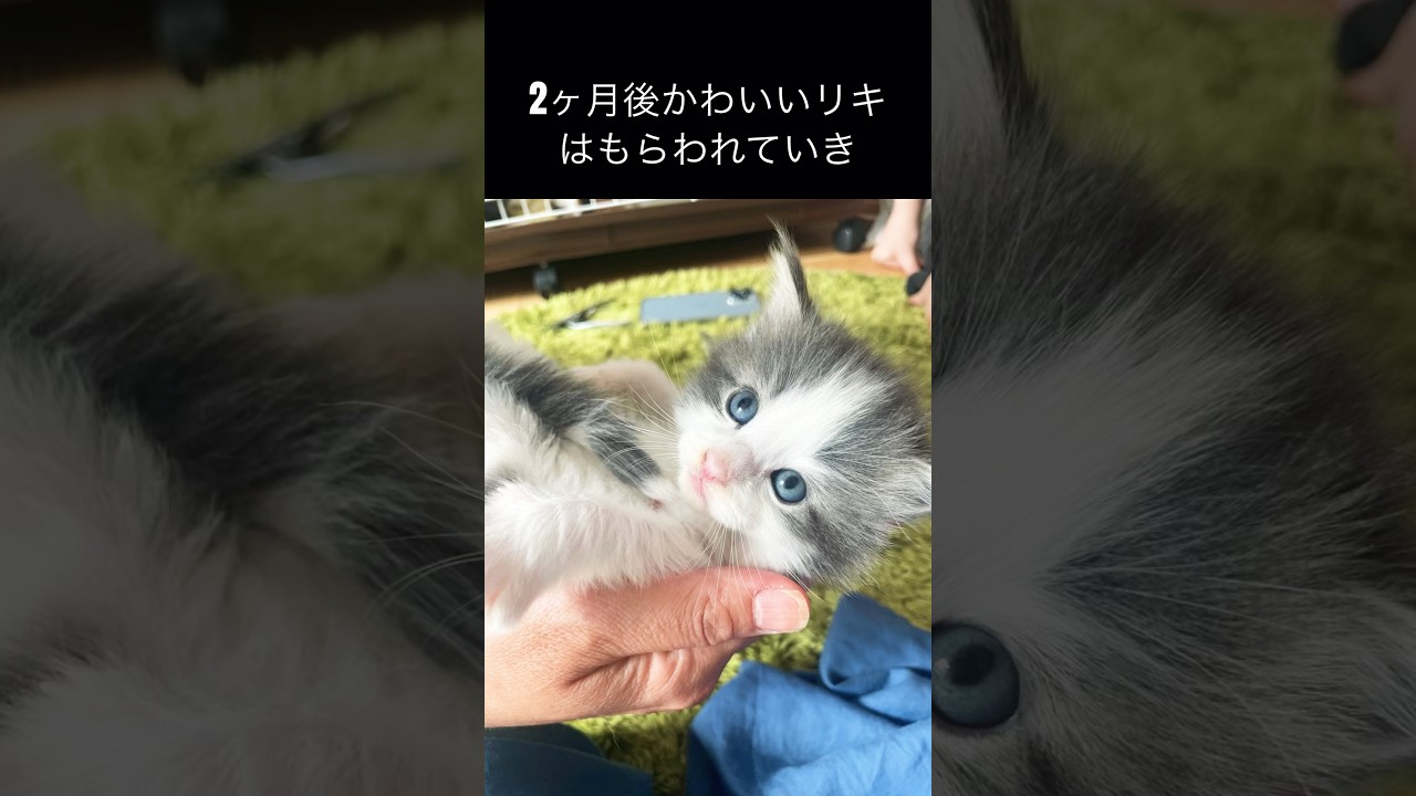 リコのこれまでを簡単に紹介#ノルウェージャンフォレストキャット #母猫 #親子猫#猫の出産