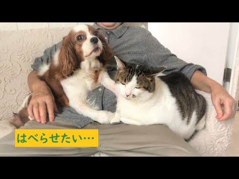 【犬猫の癒し動画】可愛い日本猫＆キャバリア…犬猫さんをはべらせたい【第15話】