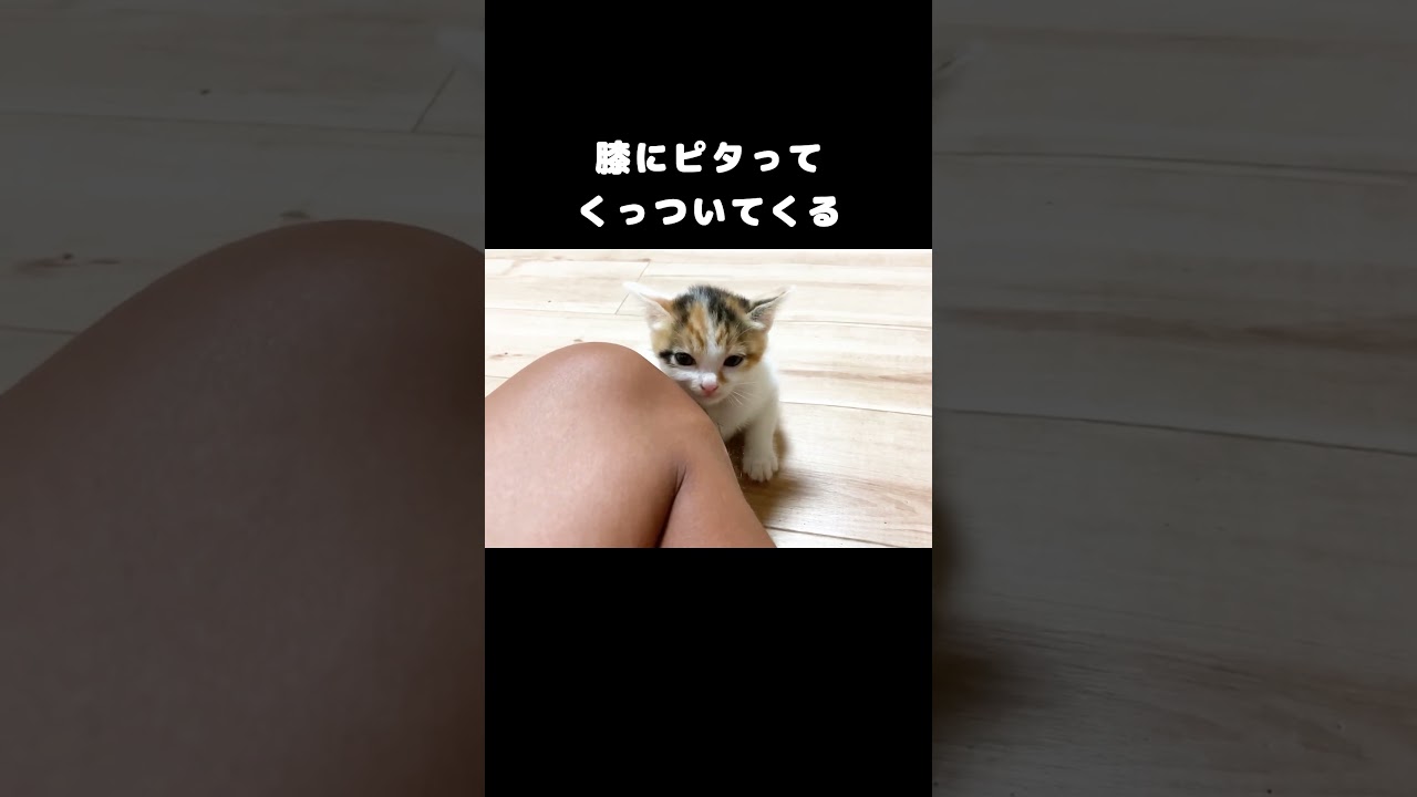膝にピタってくっついてくる #保護子猫