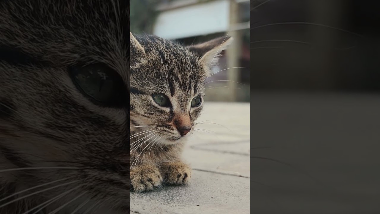 Heterocromía en Gatos: Un Fenómeno Fascinante 🐾 #cat #razasdegatos #gatos #catlover #gato