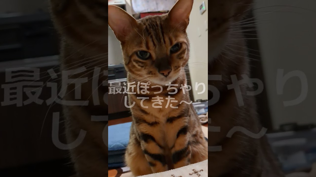 ご飯下さい！ #cat #ネコ #ベンガル 猫 #猫のいる暮らし #ねこのいる生活 #猫 #かわいい #ねこすきさんと繋がりたい