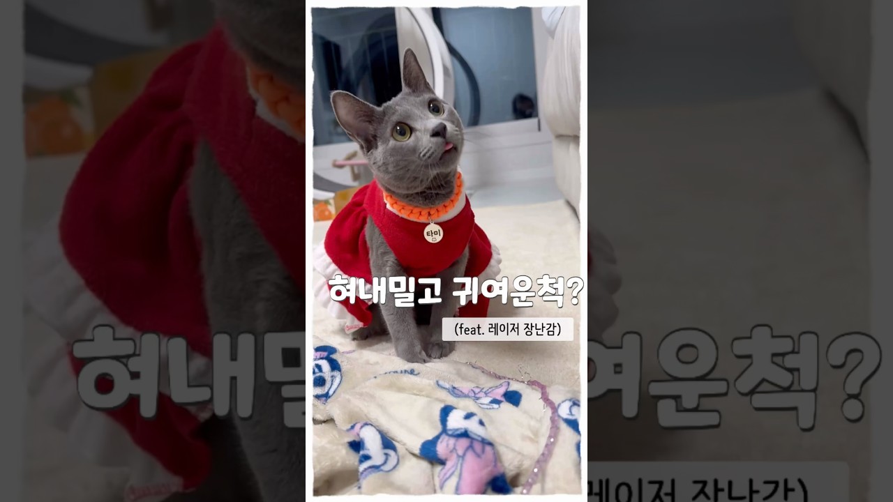혀내밀고 귀여운척 고양이  #고양이 #cat  #shorts