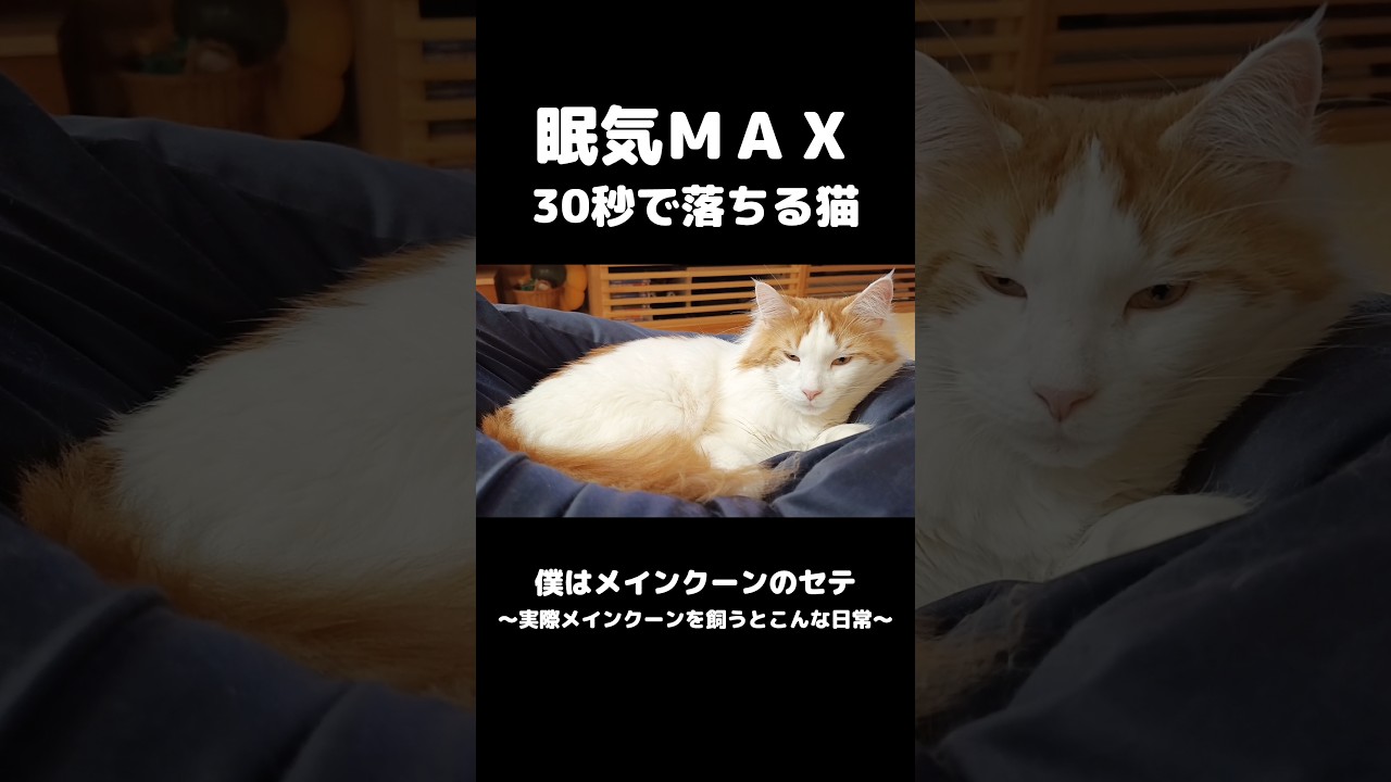 猫が寝る30秒前 #メインクーン #猫のいる生活 #mainecoon #cat