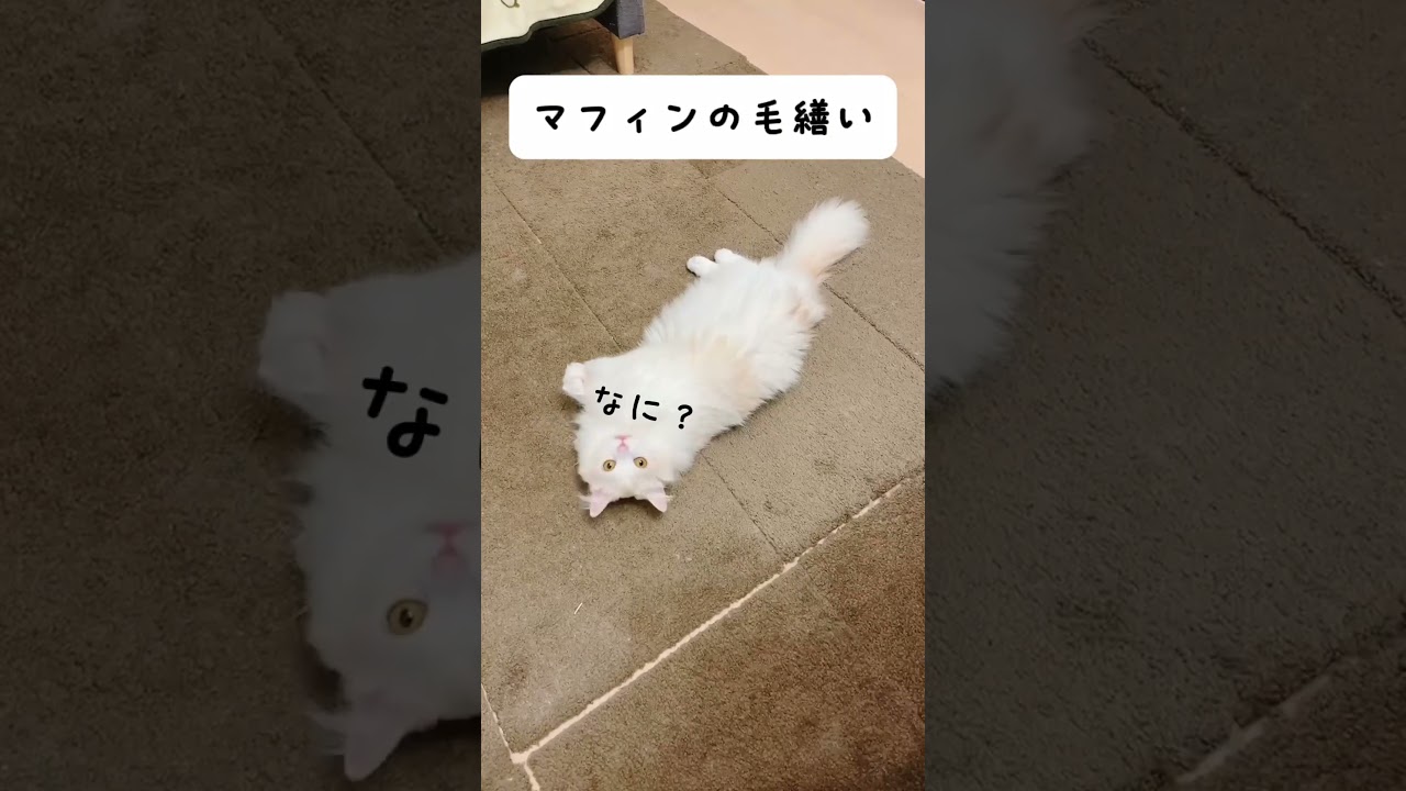 【ラガマフィン】　毛繕い【マフィン】 #shorts #猫 #cat #キンカロー #ラガマフィン #ねこ