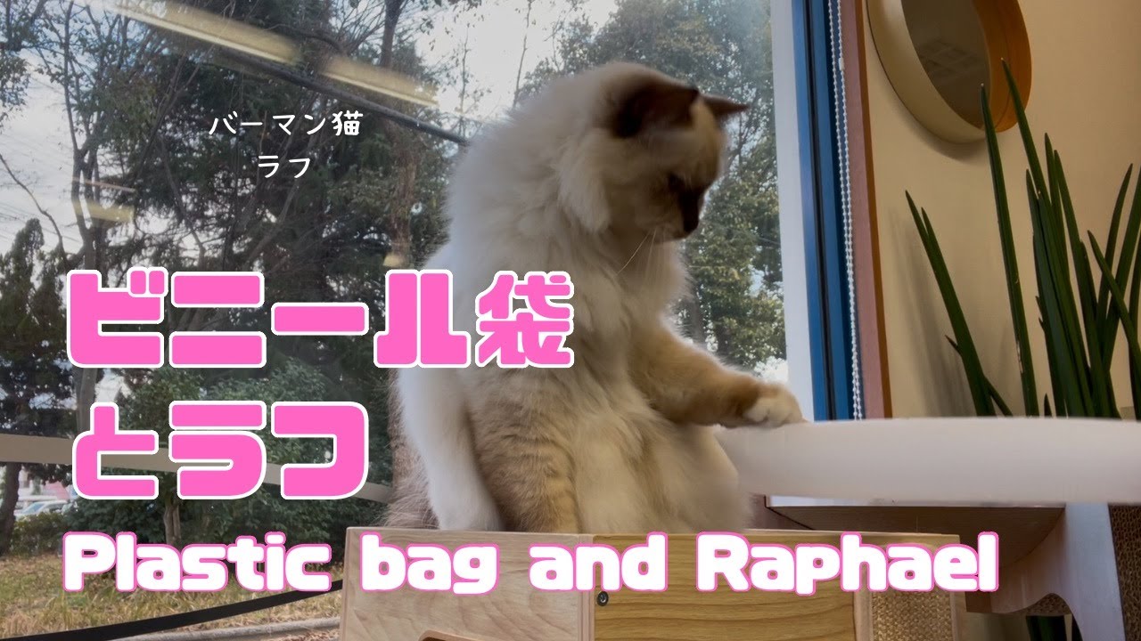 バーマン猫ラフ【ビニール袋とラフ】Plastic bag and Raphael（バーマン猫）Birman/Cat