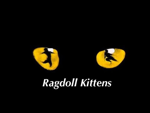 January 2025 | Ragdoll Kittens