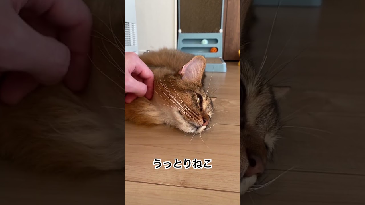 うっとり #cat #ねこ #ソマリ #ねこの動画 #猫のいる暮らし #ねこ動画 #こねこのいる暮らし #うっとり