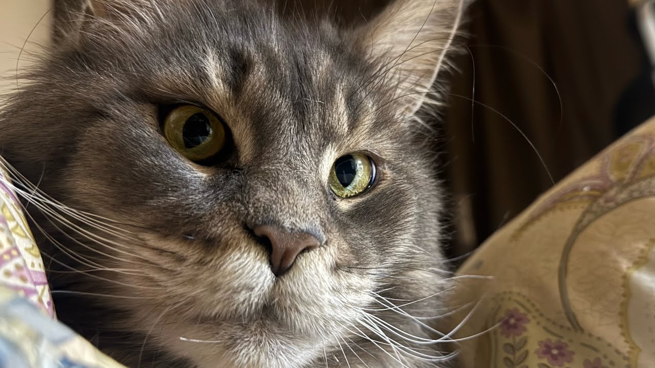 目覚まし猫　663日目　メインクーンのいる生活