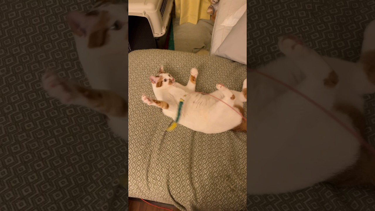 今日は動きたくない #cat #保護猫 #日本猫