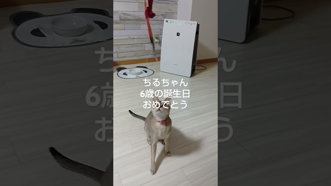 シンガプーラの猫は6歳になりました。 #誕生日