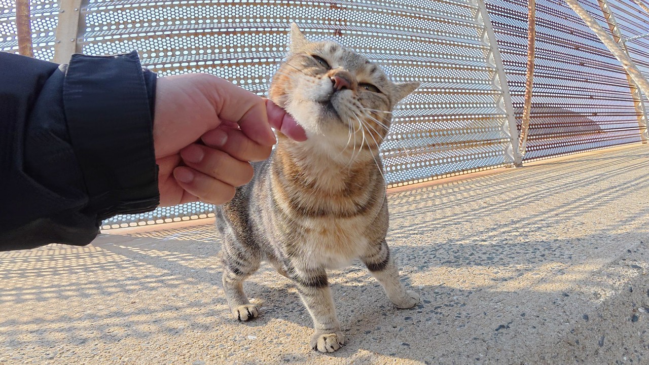 柵の向こう側にいたアメショー猫が回り道をして会いに来てくれた