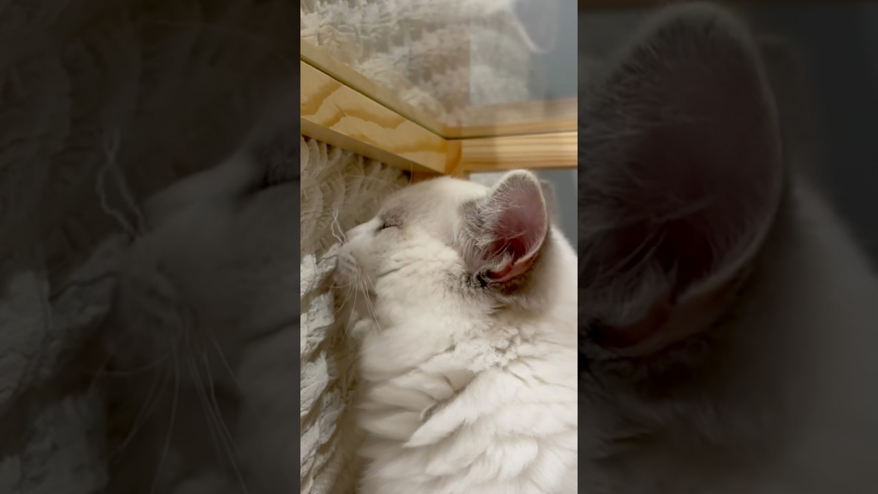 臭う…臭うぞ…！ #ラグドール #ラグドール子猫 #猫のいる暮らし #猫のいる生活 #かわいい子猫 #かわいい子ねこ #子猫 #猫 #ねこ #cat