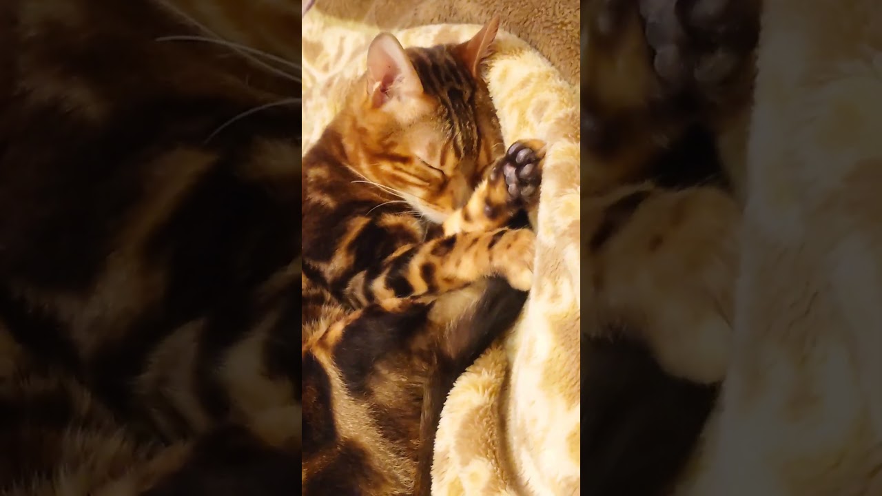 【ベンガル猫】私はパーカー猫ちゃん。疲れたから寝る！#cat #shorts #癒し #youtube