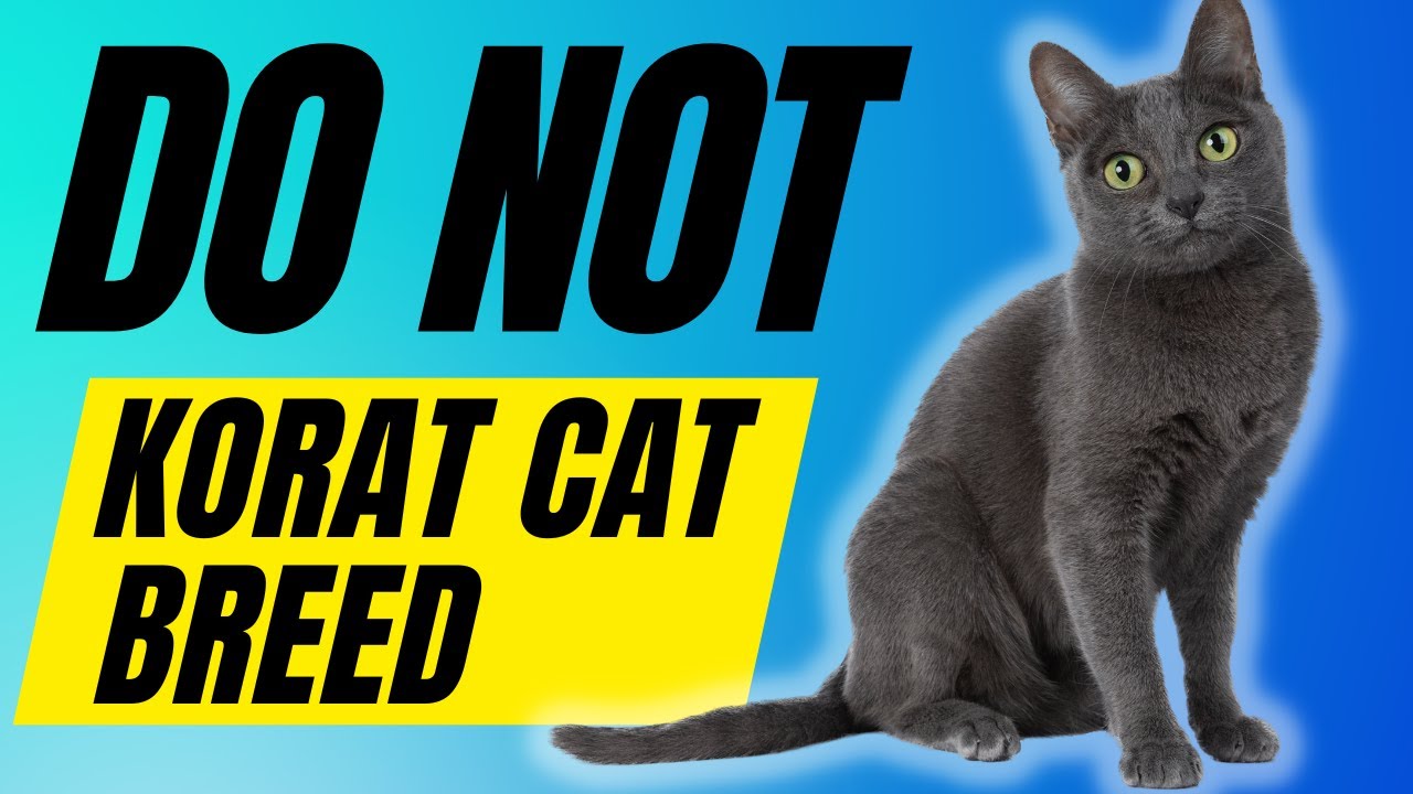7 Reasons You Should NOT Get A Korat Cat