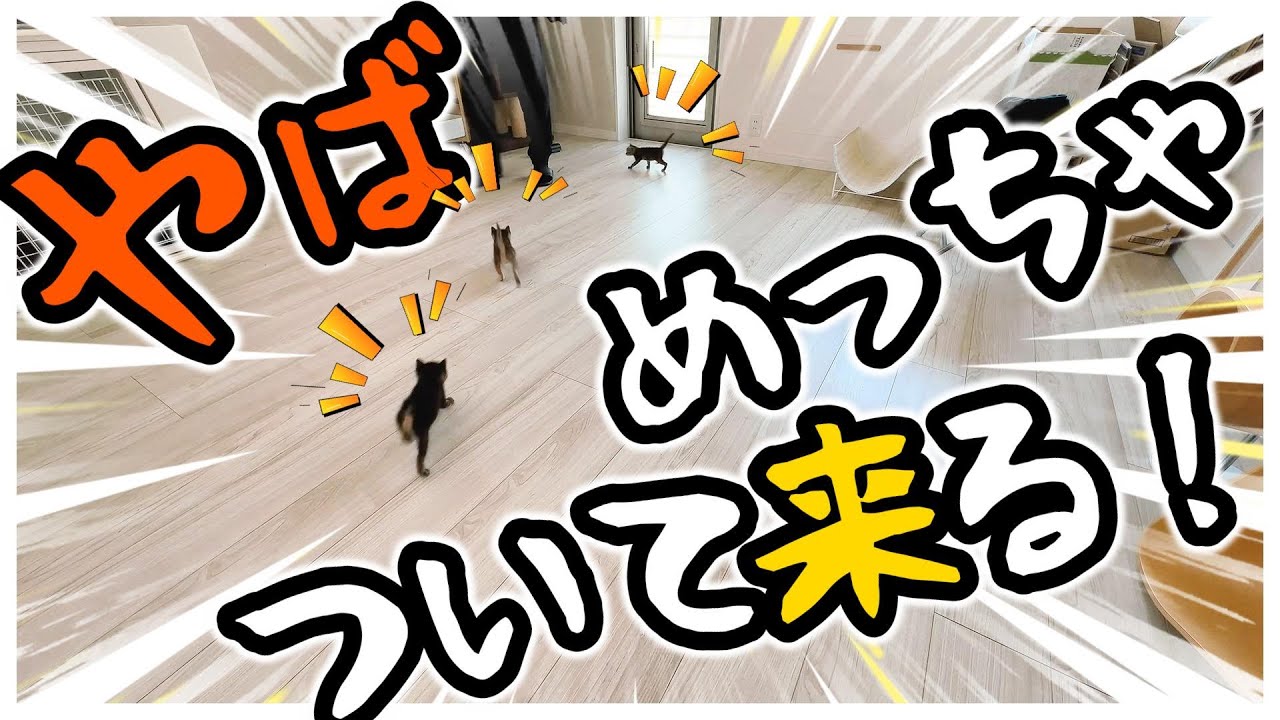 子猫が「てちてち」「ぽよぽよ」走ってついてくるとこんなにかわいいんだ!という動画【保護猫生活26日目】