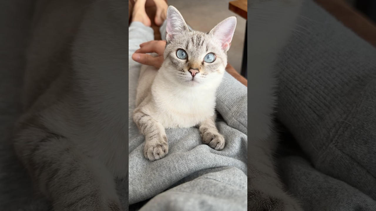 呼んだら来てくれるかわいい猫　#元保護猫 #シャムトラ #シャムミックス #cat #猫耳 #kitten #シャムmix #猫耳 #siamese mix
