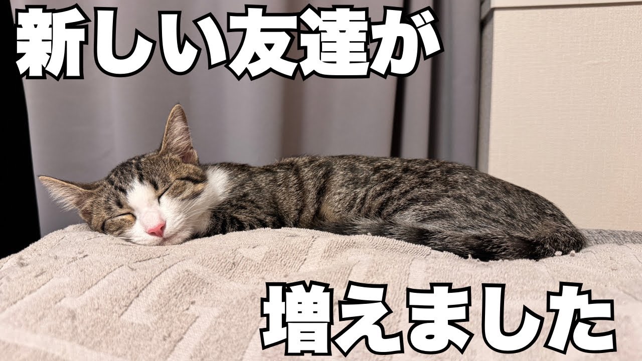 【保護猫】ついに子猫に新しい友達が出来ました！！