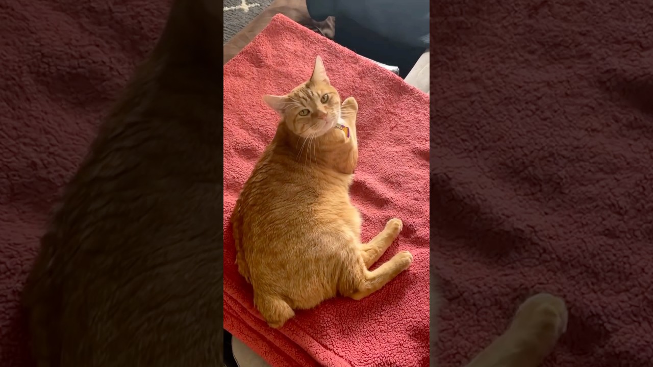 Manx Cat...follow for more amazing content🙌 #shorts