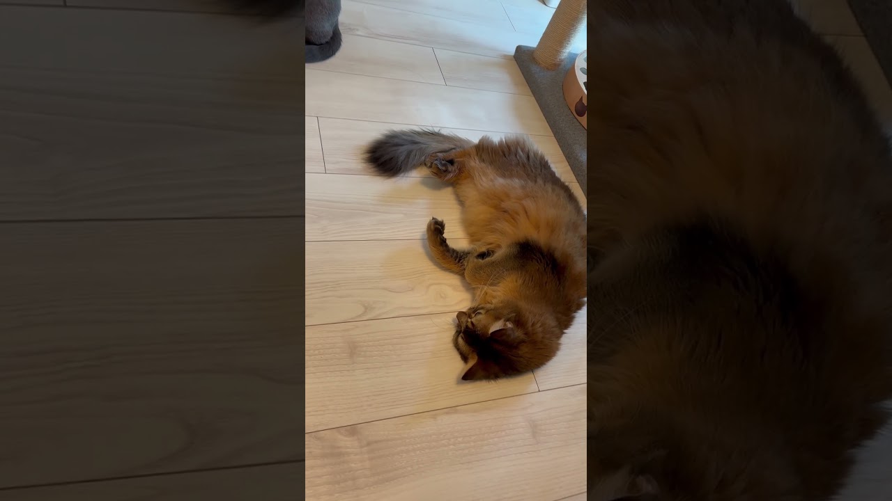 昼下がりの2匹 #ロシアンブルー #ソマリ #猫のいる暮らし