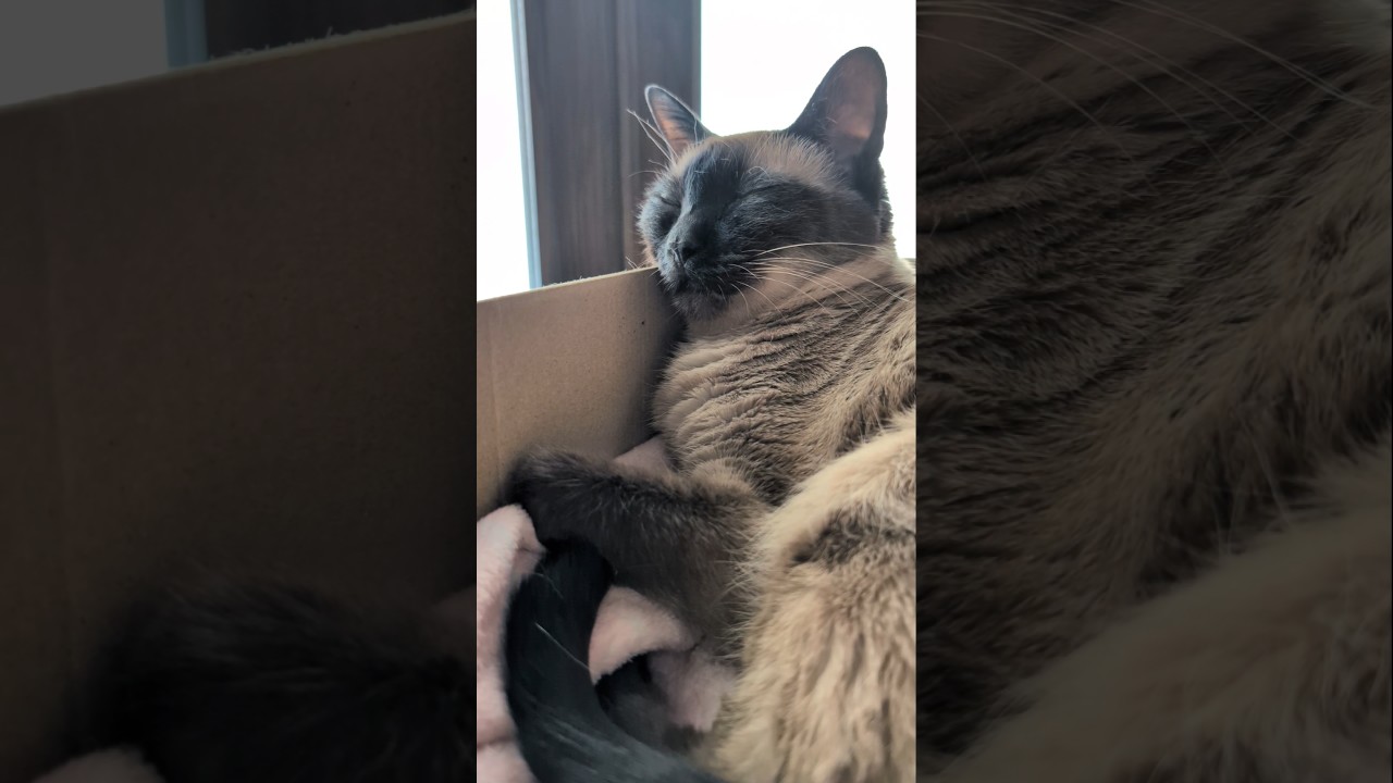 熟睡してるシャム猫🐱 - Cats Deep Sleeping - #shorts #cat