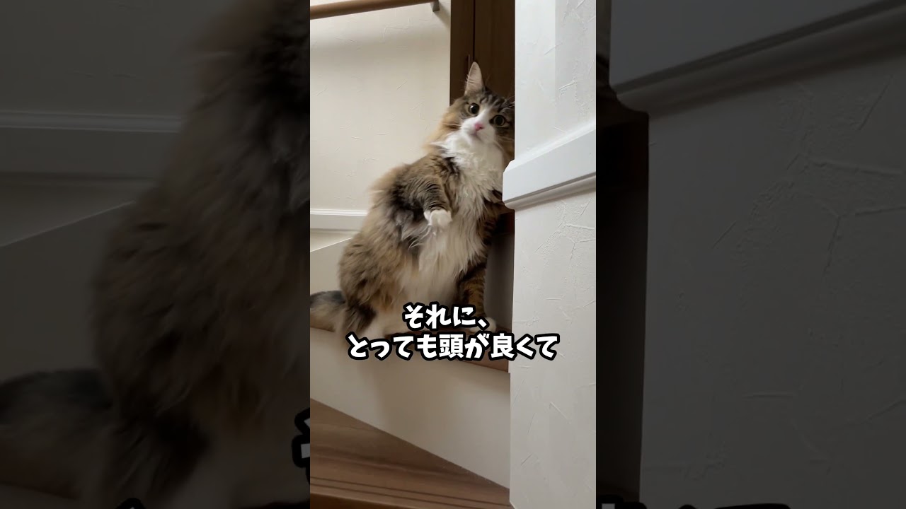 あなたはノルウェージャンという猫を知っていますか？ #cat #ねこ #猫 #ノルウェージャンフォレストキャット #北欧猫