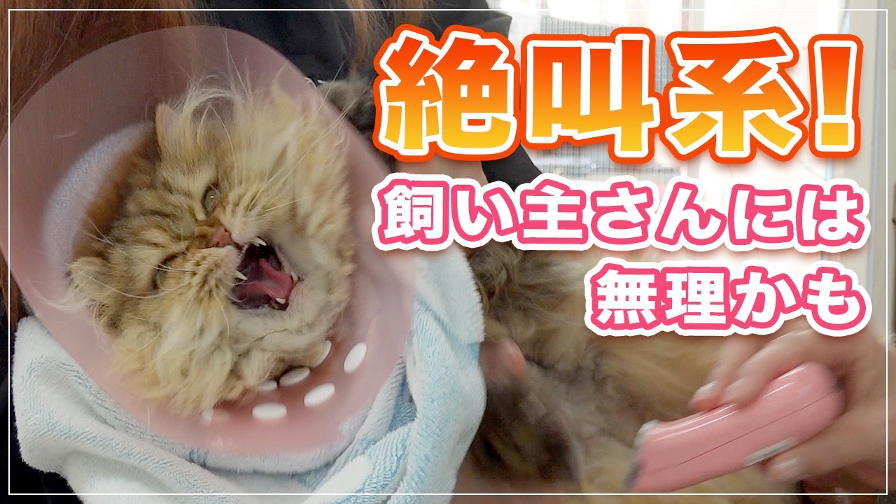 【うららちゃん】病院でも大絶叫してしまう猫ちゃん、飼い主さんには難しいのでプロに任せましょう【ラガマフィン】