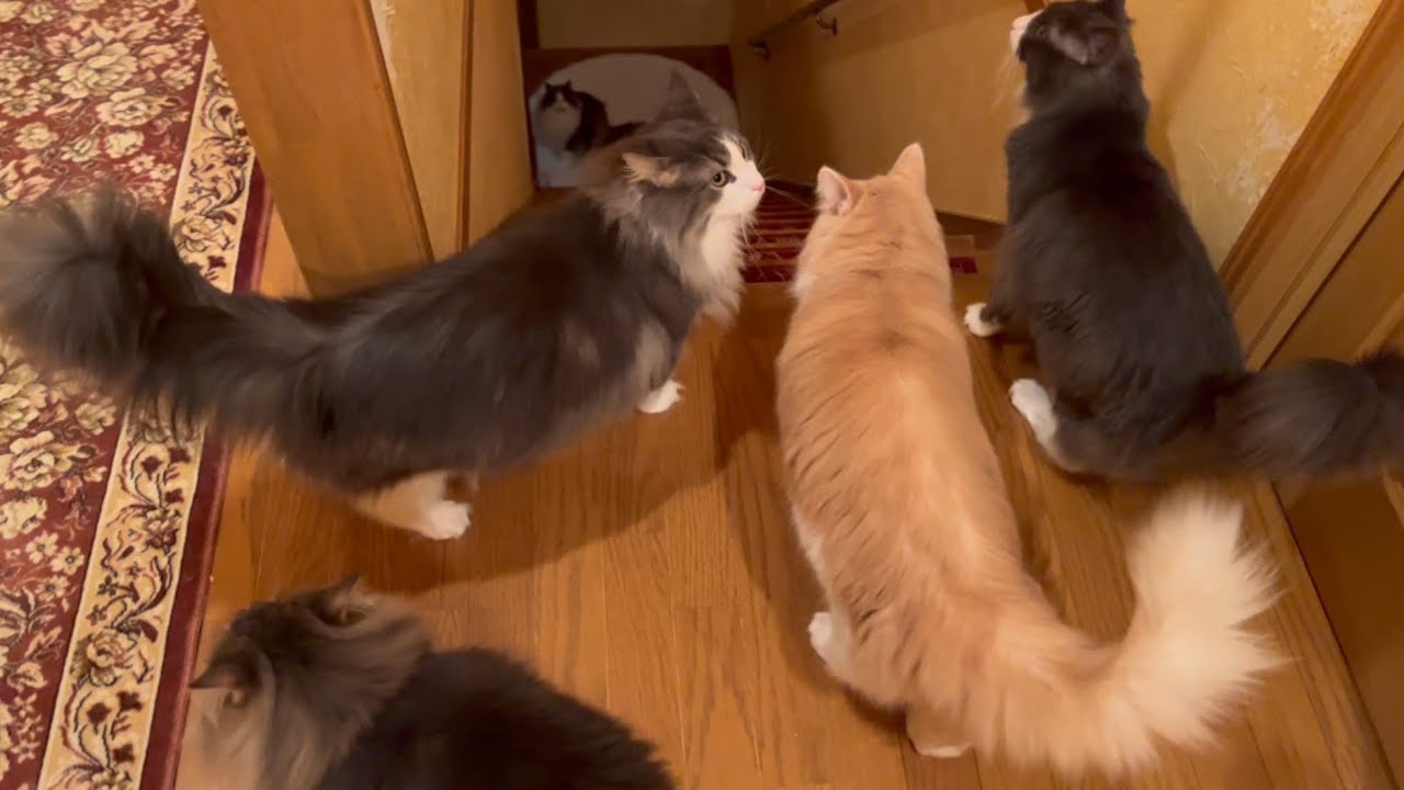 【食いしん坊】ごはんを待ちきれないもふ猫たち♡ノルウェージャンフォレストキャットとターキッシュアンゴラ