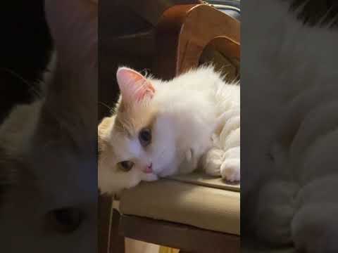 【#shorts】何か考え事があるネコwww マンチカン