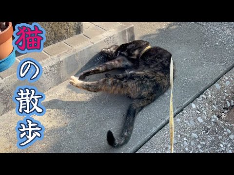 猫の散歩  20250125