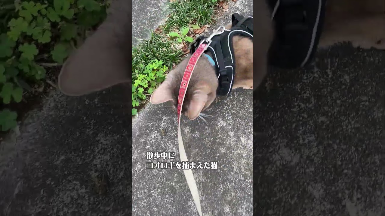 散歩中にコオロギを捕まえた猫 #shorts  #アビシニアン #猫散歩