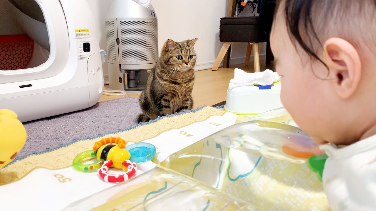 姉猫が大好きで見つけるとニッコニコになる赤ちゃんがかわいい！ #493【生後1年と202日目 スコティッシュフォールド】