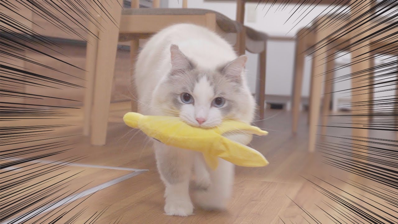 オモチャを運ぶと投げてもらえると知った猫