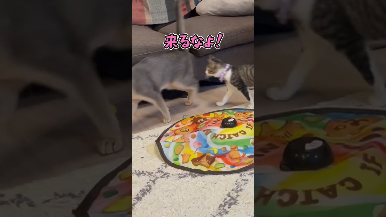 ニャン斗の拳9 #shorts #猫 #アビシニアン