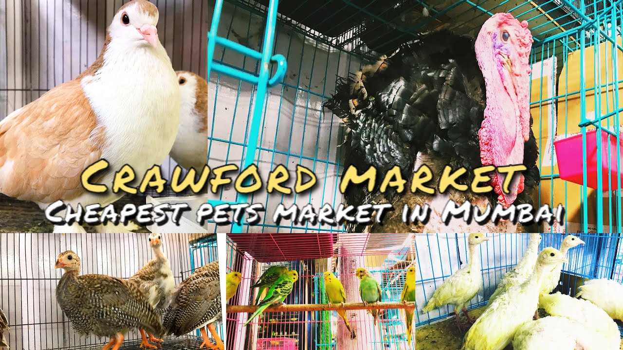Mumbai Crawford Market | Pets Market