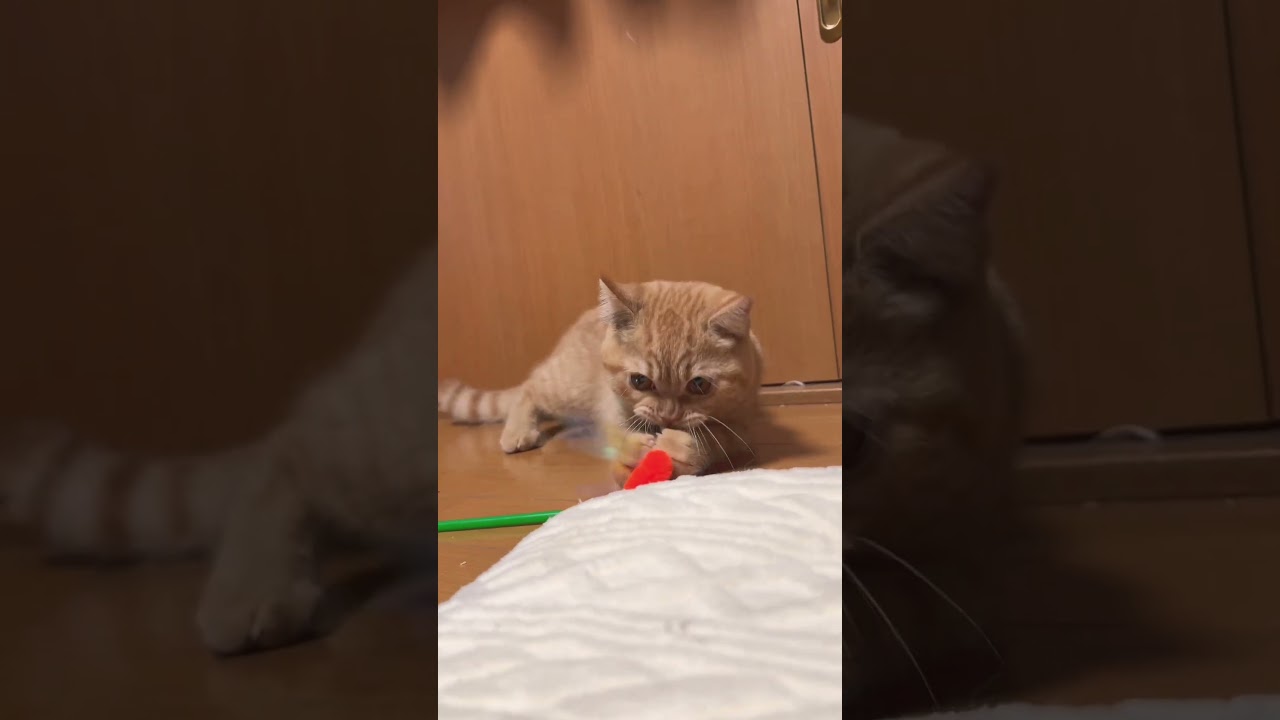 つむぎくんのひとり遊び　#猫　#アメリカンカール