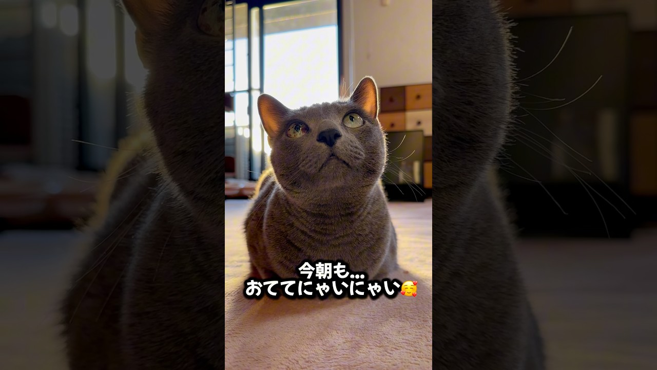 【ロシアンブルー】めろんおててないないでまったり🍈🥰【猫】#shorts