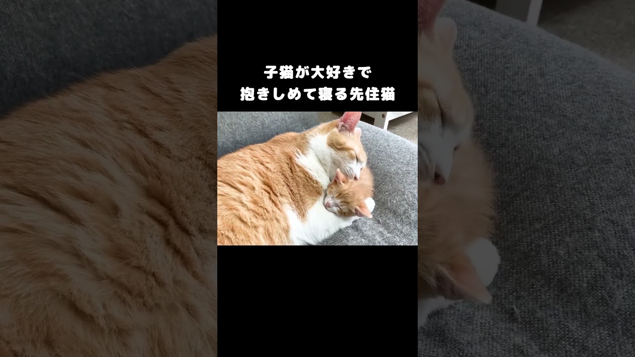 子猫が大好きで抱きしめて寝る先住猫 #保護子猫
