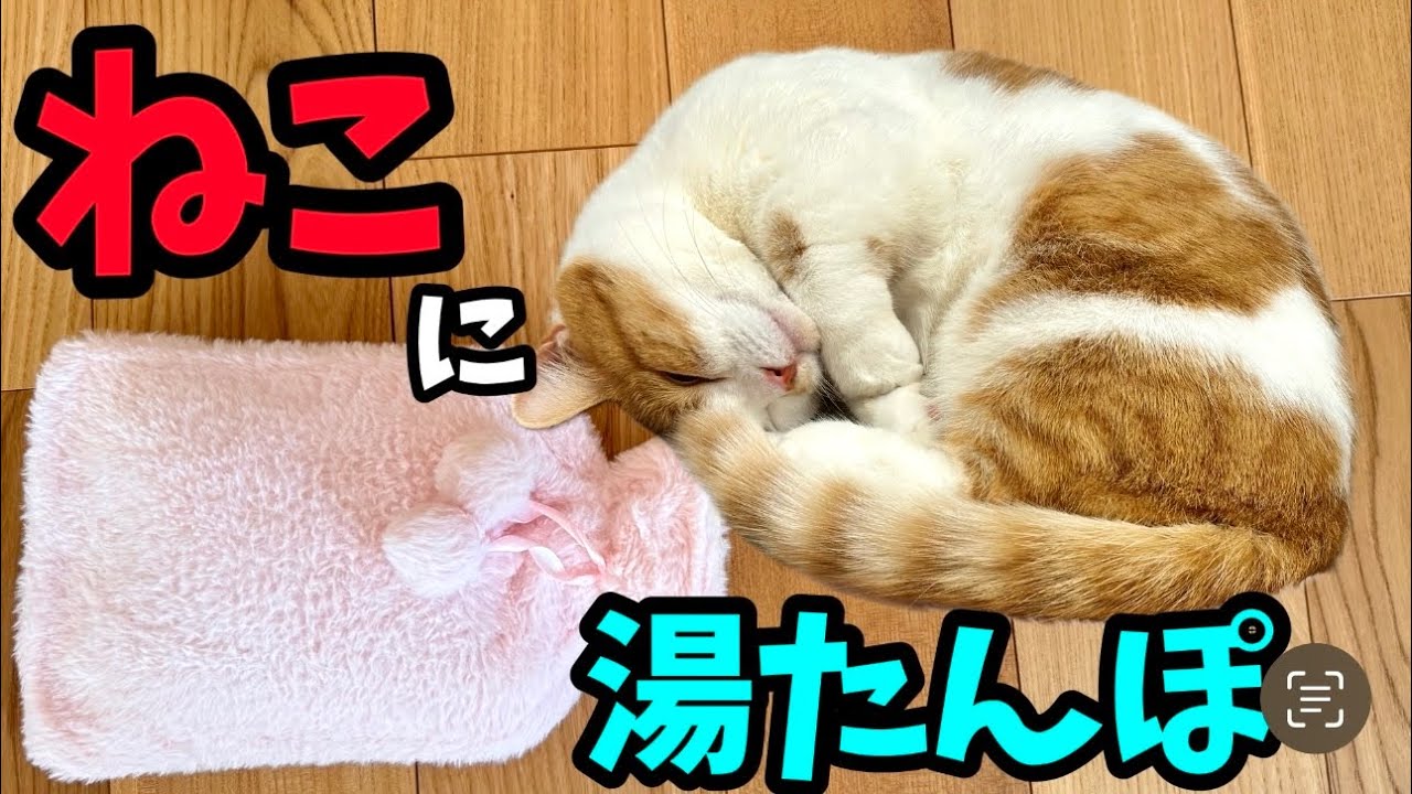 湯たんぽ生活をはじめたねこ【短足マンチカン】
