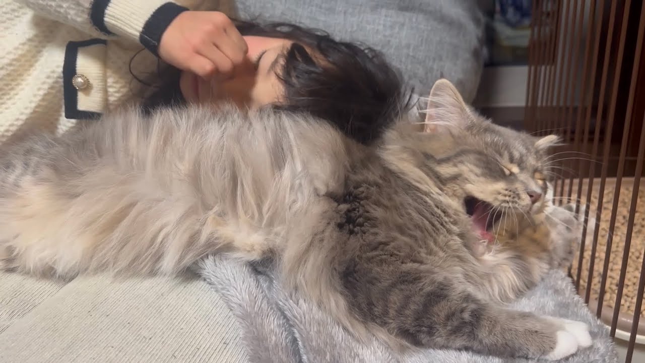 猫団子になる猫　ラガマフィン　サイベリアンCats sleeping together. Ragamuffin. Siberian