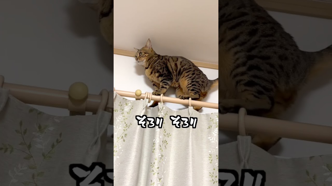 運動神経ちょい悪めなベンガル猫#shorts