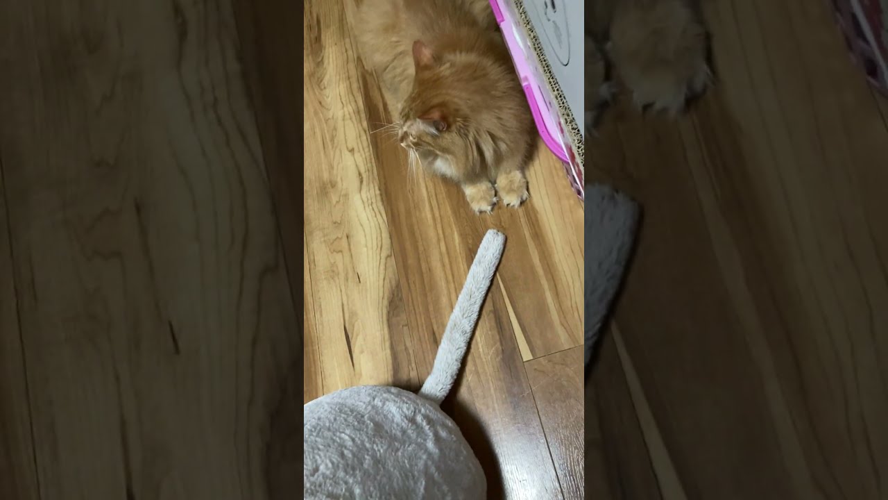 【猫様】猫Feelクッションのしっぽを猫パンチ！ #cat