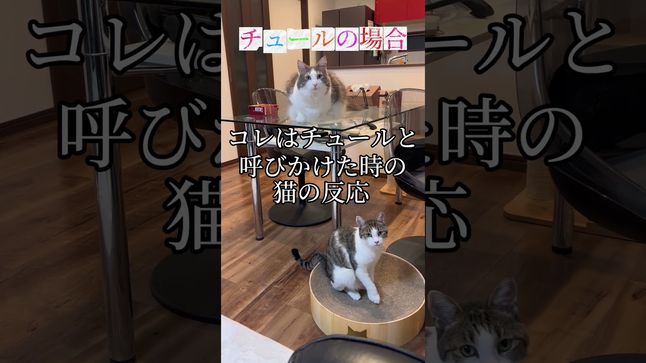 多分自分の事チュールだと思ってる猫#ノルウェージャンフォレストキャット