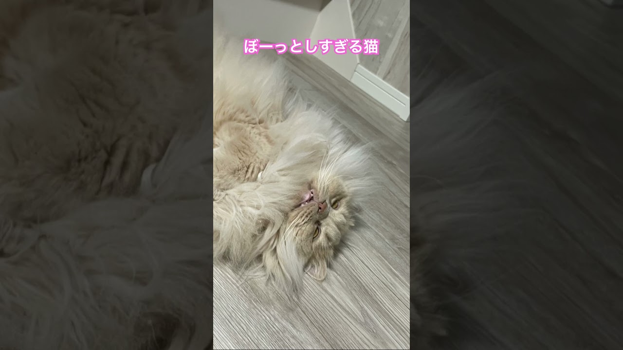 心配なるて #cat #ねこ #猫のいる暮らし #癒し #ラガマフィン #レオちゃんねる #cute