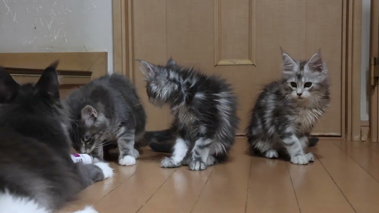 くりっとしたお目々のメインクーン子猫サラビちゃん