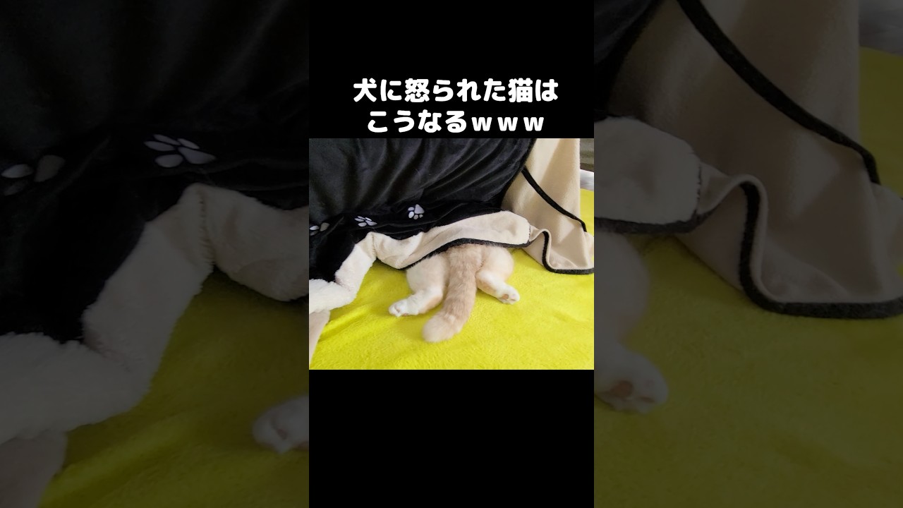 犬に怒られた猫はこうなる...笑#shorts