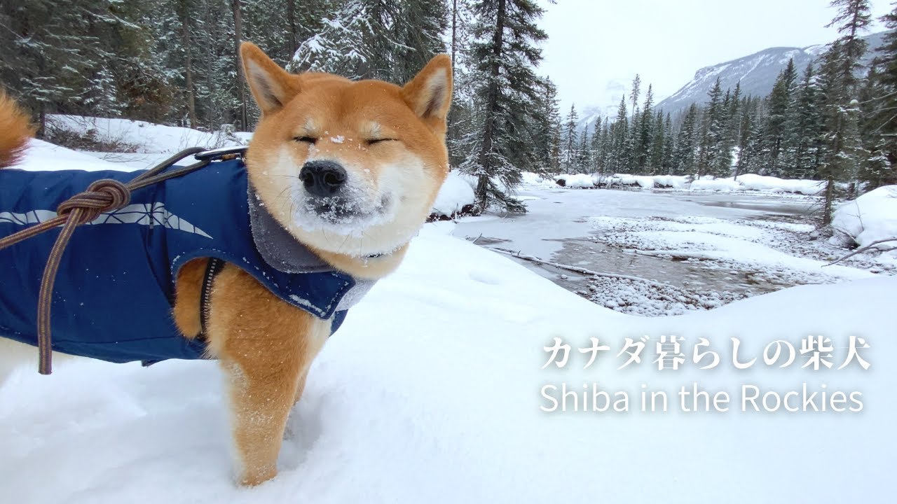 深雪の森の散策で遊び疲れ、帰宅後ヘソ天で固まる柴犬｜4K｜カナダ海外生活｜スノーシュー