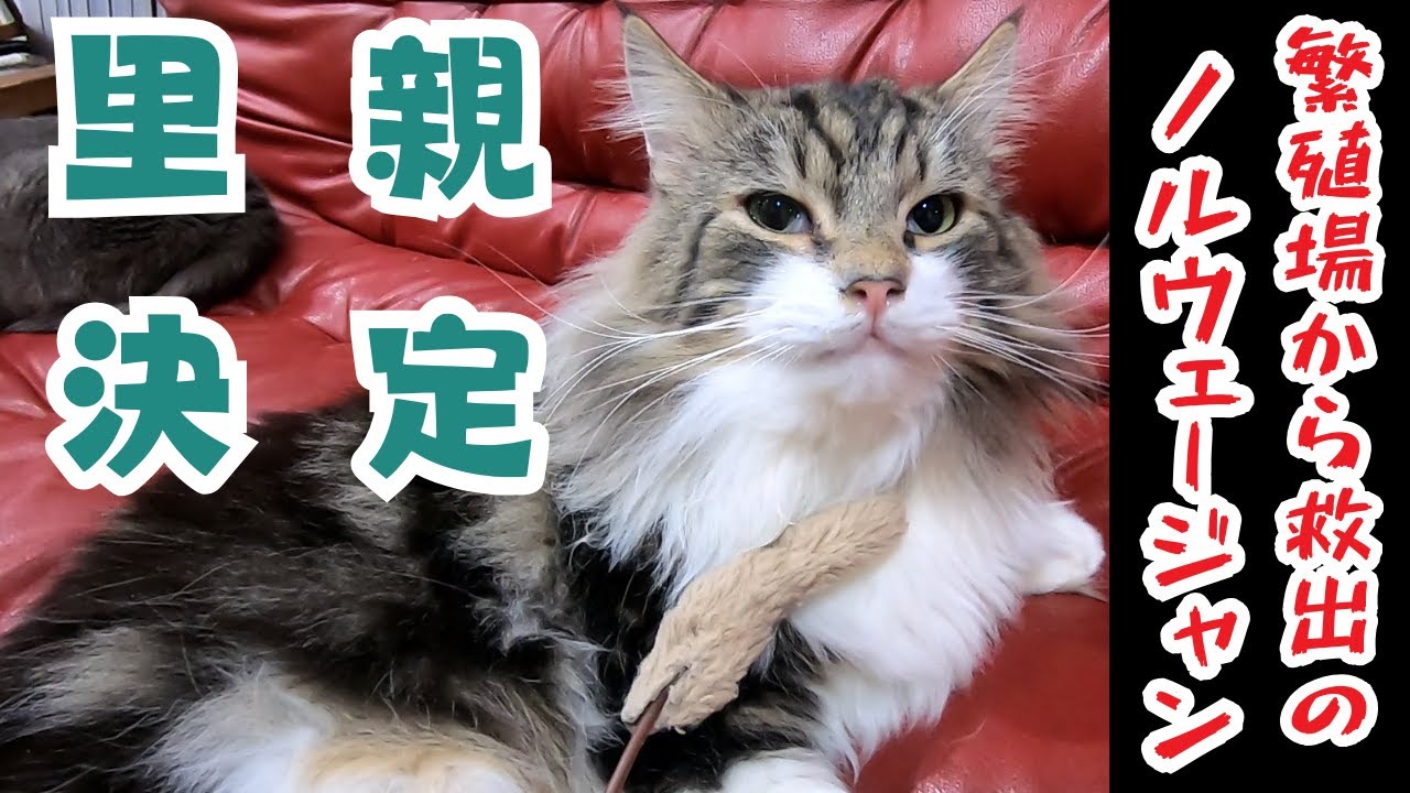 繁殖場からレスキューされたノルウェージャンフォレストキャットもふりたい放題で癒しが満載（保護猫カフェ猫の木）十三駅