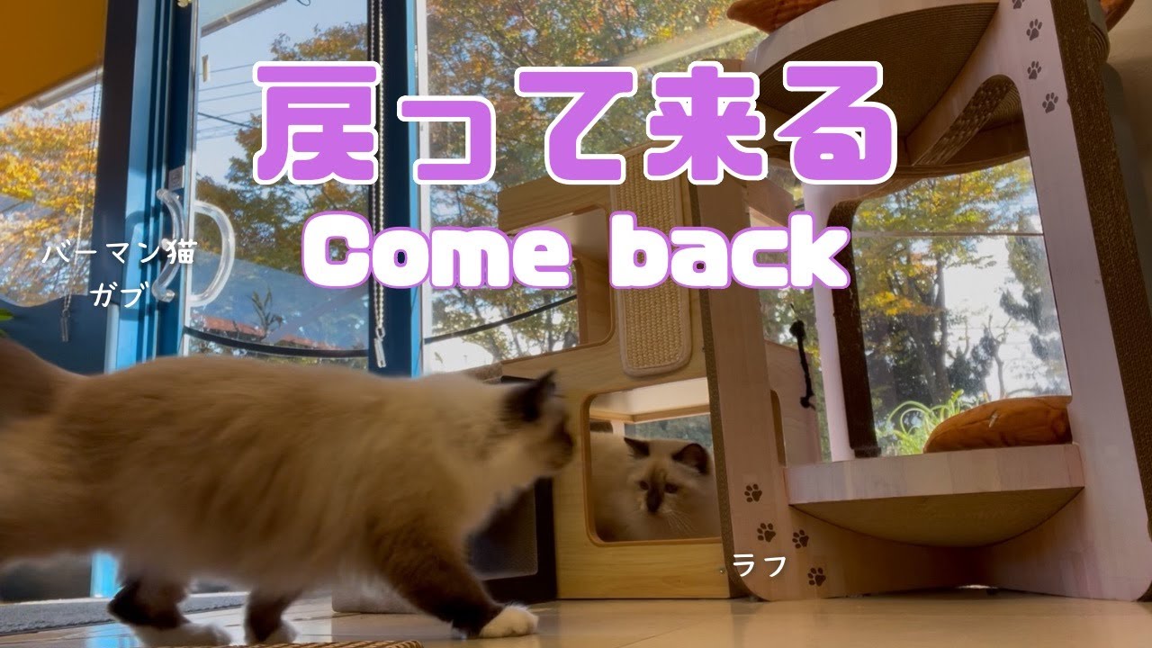 バーマン猫ラフとガブ【戻って来る】Come back（バーマン猫）Birman/Cat